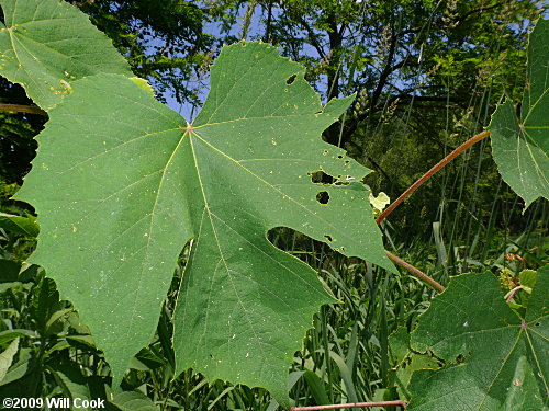 Silverleaf Grape (Vitis aestivalis var. bicolor)