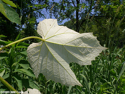 Silverleaf Grape (Vitis aestivalis var. bicolor)