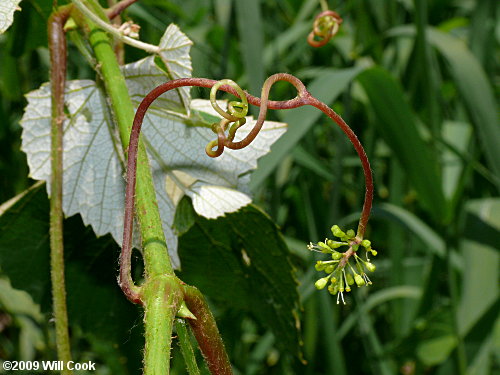 Silverleaf Grape (Vitis aestivalis var. bicolor)