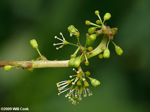 Silverleaf Grape (Vitis aestivalis var. bicolor)