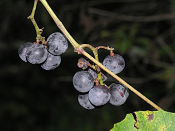 Silverleaf Grape (Vitis aestivalis var. bicolor)