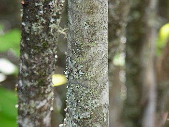 Withe-rod (Viburnum cassinoides)