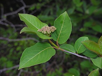 Withe-rod (Viburnum cassinoides)