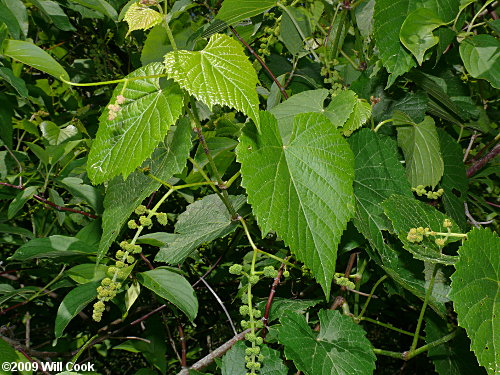 Possum Grape (Vitis cinerea var. baileyana)