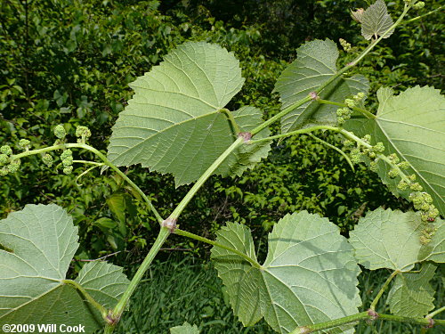 Possum Grape (Vitis cinerea var. baileyana)