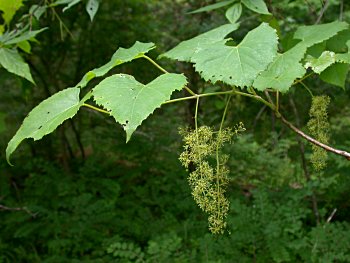 Possum Grape (Vitis cinerea var. baileyana)