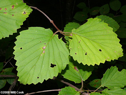 Southern Arrowwood (Viburnum dentatum)