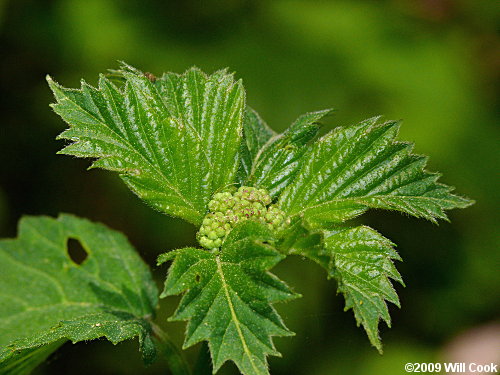 Southern Arrowwood (Viburnum dentatum)