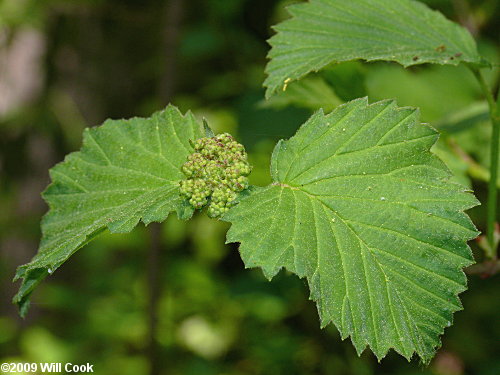 Southern Arrowwood (Viburnum dentatum)