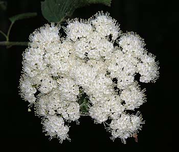 Southern Arrowwood (Viburnum dentatum)