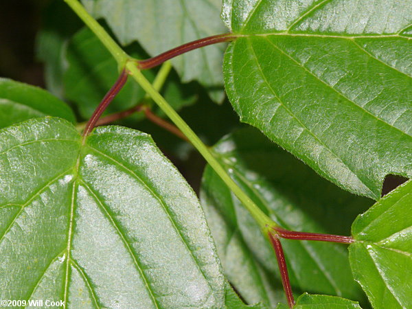 Smooth Arrowwood (Viburnum dentatum var. lucidum)