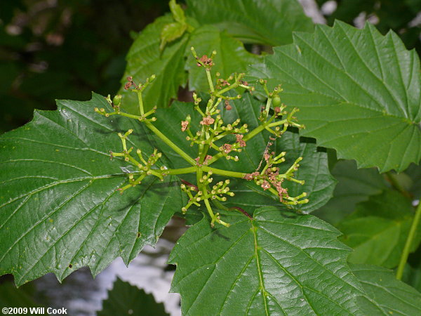 Smooth Arrowwood (Viburnum dentatum var. lucidum)