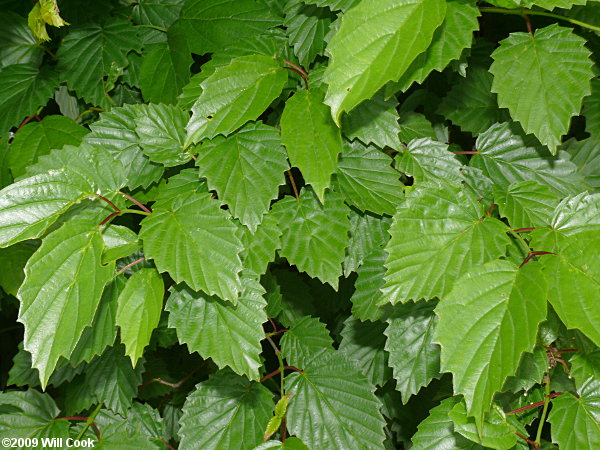 Smooth Arrowwood (Viburnum dentatum var. lucidum)