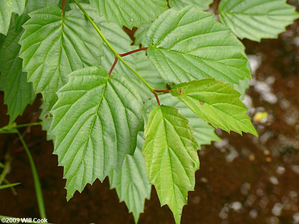 Smooth Arrowwood (Viburnum dentatum var. lucidum)