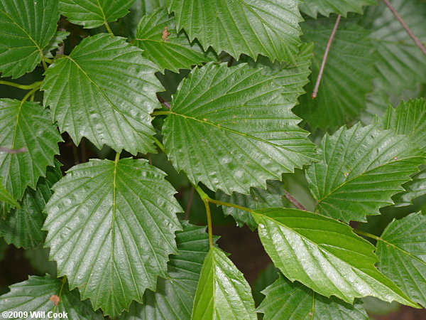 Smooth Arrowwood (Viburnum dentatum var. lucidum)