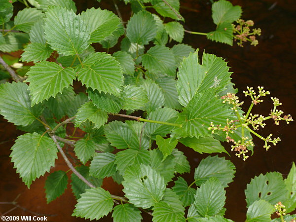 Smooth Arrowwood (Viburnum dentatum var. lucidum)