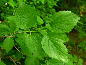 Smooth Arrowwood (Viburnum dentatum var. lucidum)