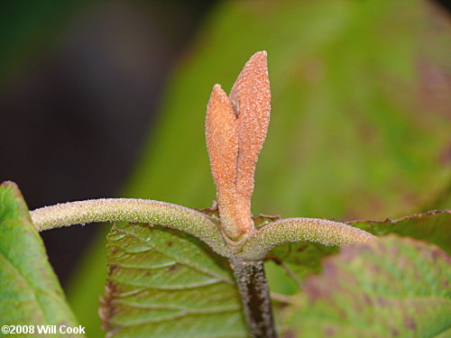 Hobblebush (Viburnum lantanoides)