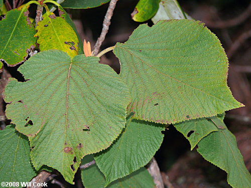 Hobblebush (Viburnum lantanoides)