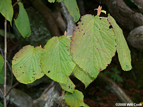 Hobblebush (Viburnum lantanoides)