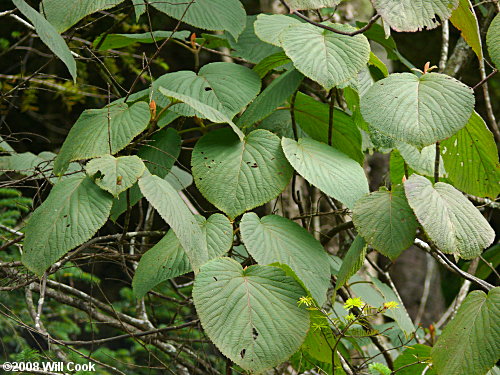 Hobblebush (Viburnum lantanoides)