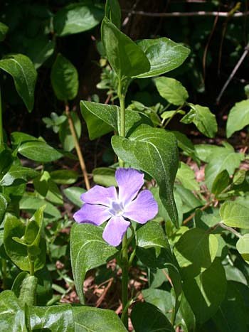 Bigleaf Periwinkle (Vinca major)