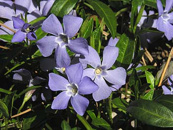 Common Periwinkle (Vinca minor)