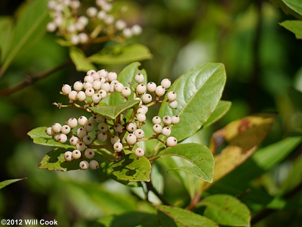 Possumhaw Viburnum (Viburnum nudum) fruits