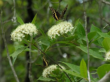 Possumhaw Viburnum (Viburnum nudum) flowers