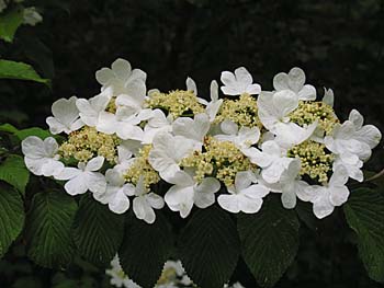 Doublefile Viburnum, Japanese Snowball (Viburnum plicatum)