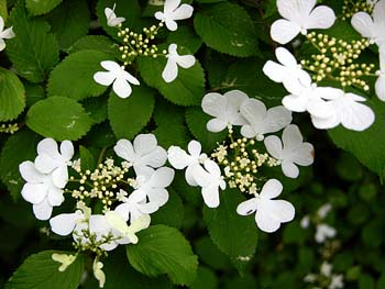 Doublefile Viburnum, Japanese Snowball (Viburnum plicatum)