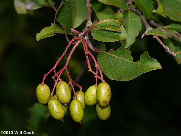 Blackhaw (Viburnum prunifolium) fruits