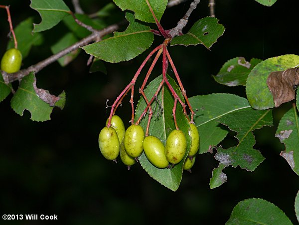 Blackhaw (Viburnum prunifolium) fruits