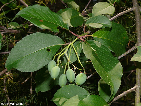 Blackhaw (Viburnum prunifolium) fruits