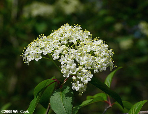 Blackhaw (Viburnum prunifolium)