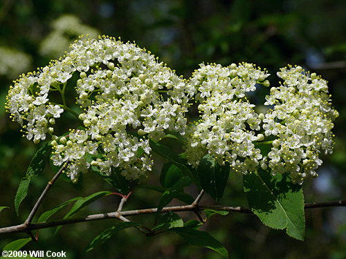 Blackhaw (Viburnum prunifolium)