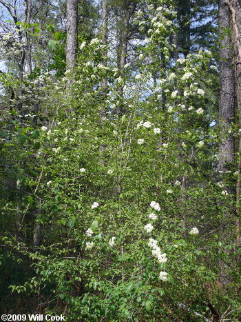 Blackhaw (Viburnum prunifolium)