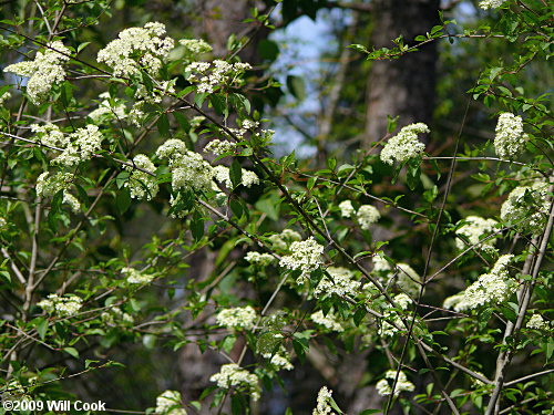 Blackhaw (Viburnum prunifolium)