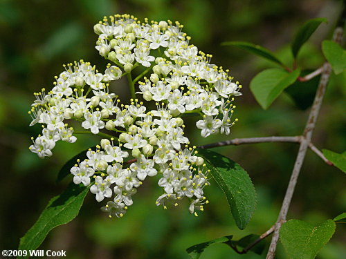 Blackhaw (Viburnum prunifolium)