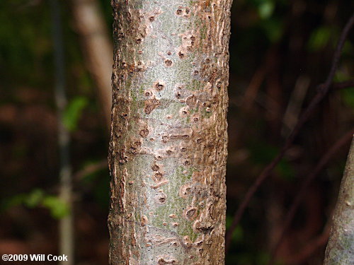 Blackhaw (Viburnum prunifolium) bark