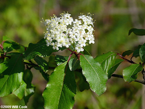 Blackhaw (Viburnum prunifolium)