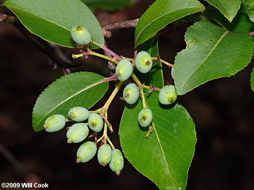 Blackhaw (Viburnum prunifolium)