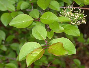 Blackhaw (Viburnum prunifolium)