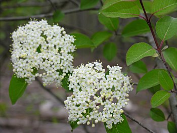 Blackhaw (Viburnum prunifolium)