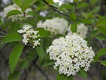 Blackhaw (Viburnum prunifolium)