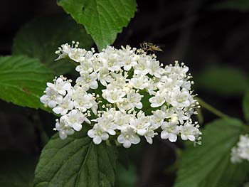 Downy Arrowwood (Viburnum rafinesquianum)