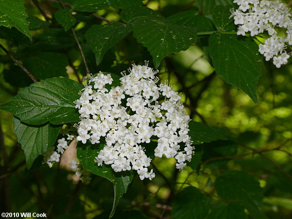 Downy Arrowwood (Viburnum rafinesquianum)