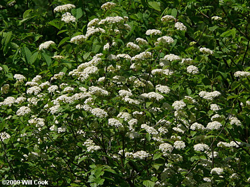 Downy Arrowwood (Viburnum rafinesquianum)