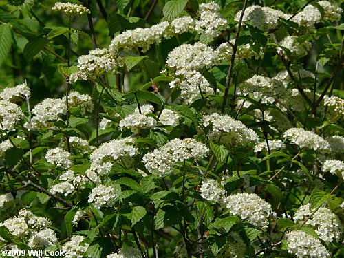 Downy Arrowwood (Viburnum rafinesquianum)