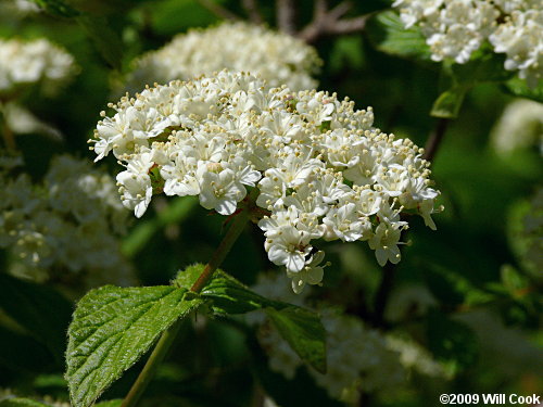 Downy Arrowwood (Viburnum rafinesquianum)